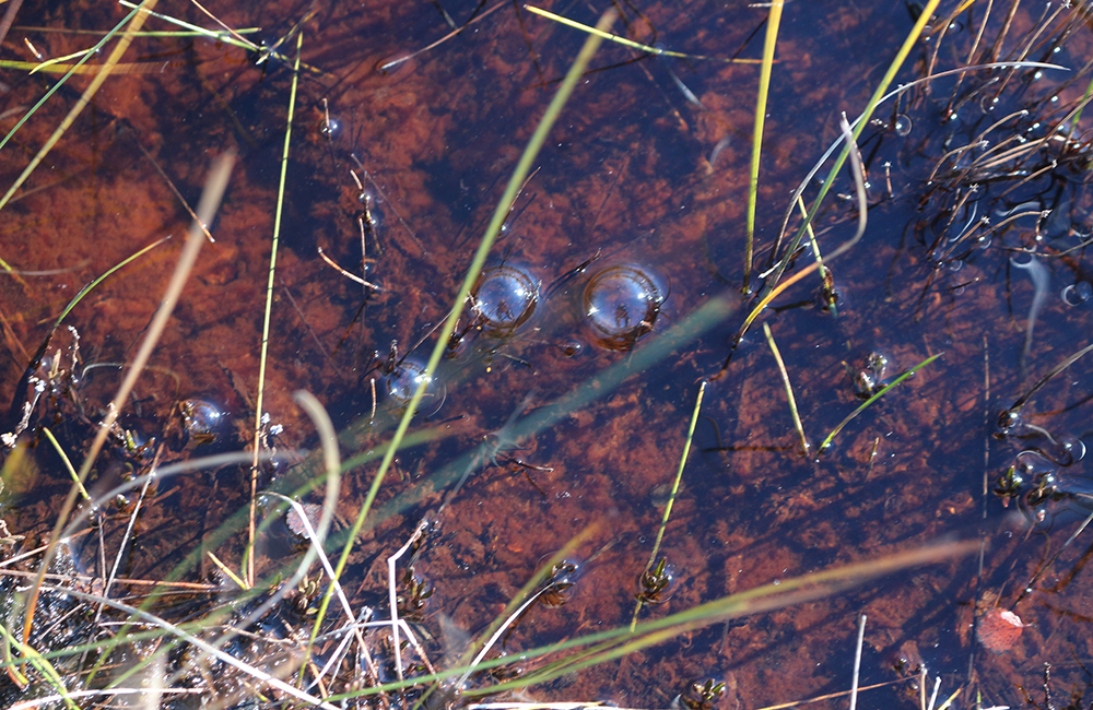 Iron content gives a reddish hue to an area of ponded water in the Arctic permafrost. ORNL scientists are exploring the importance of the iron cycle on how greenhouse gases are released from thawing Arctic soils. Credit: David Graham/ORNL, U.S. Dept. of Energy