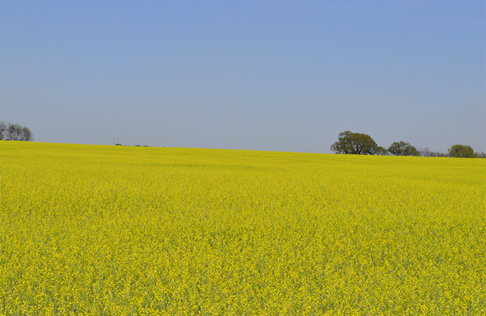 Carinata, pictured in full bloom at a producer’s field in Georgia, is a winter cover crop of interest as a feedstock for sustainable aviation fuel. Credit: Southeast Partnership for Advanced Renewables from Carinata