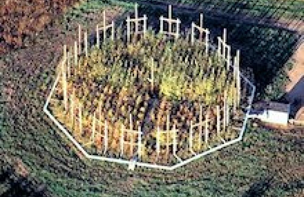 ASPEN FACE Plot