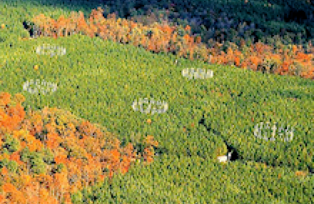 Duke FACE Plot in fall