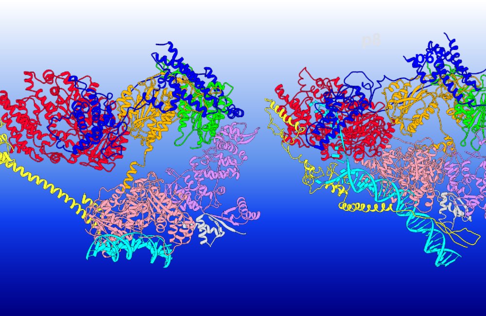 TFIIH protein complex illustration