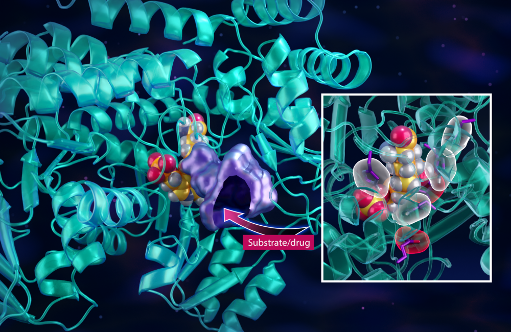 Neutron experiments helped reveal the one-carbon enzymatic mechanism that synthesizes vital food sources for cancer cells that depend on vitamin B6, providing key insights into designing novel drugs to slow the spread of aggressive cancers. Credit: Jill Hemman/ORNL, U.S. Dept. of Energy 