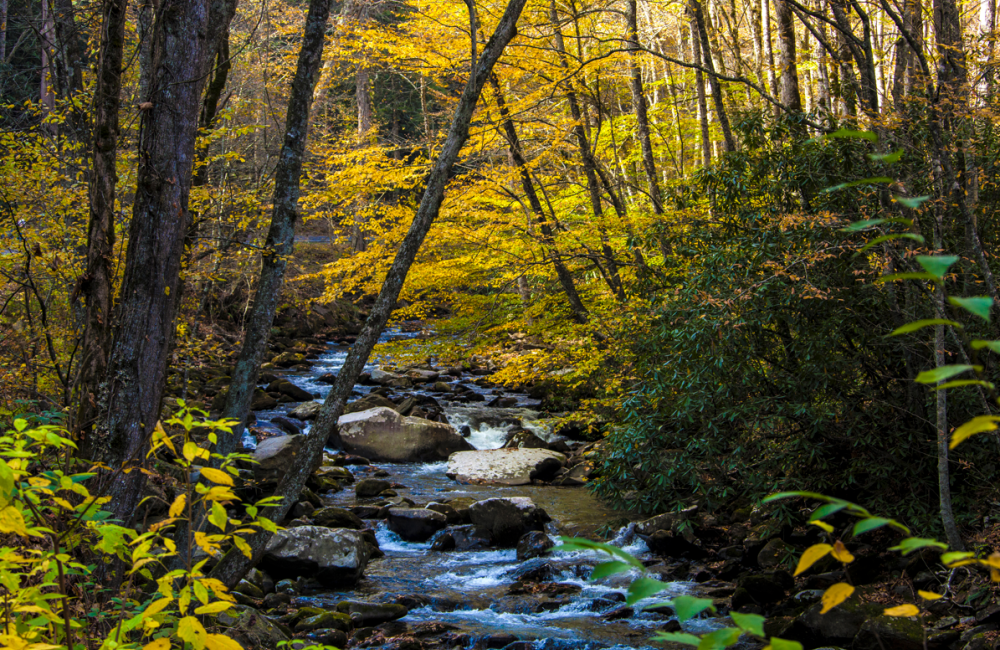 stream runs through a forest 