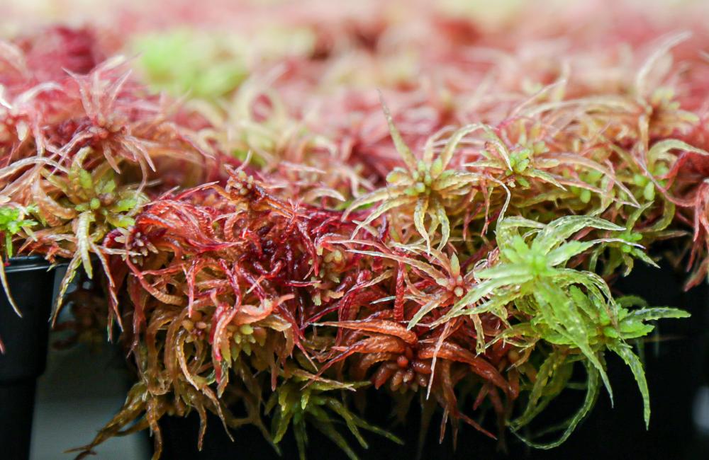 Red and green sphagnum moss