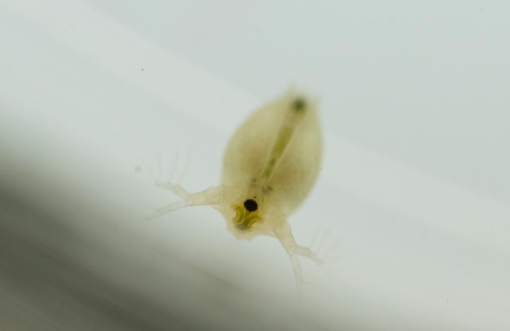 A ceriodaphnia specimen