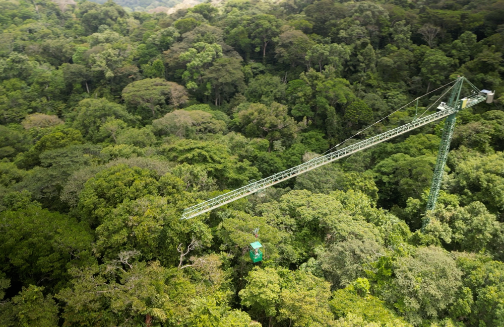 forest under study in Panama