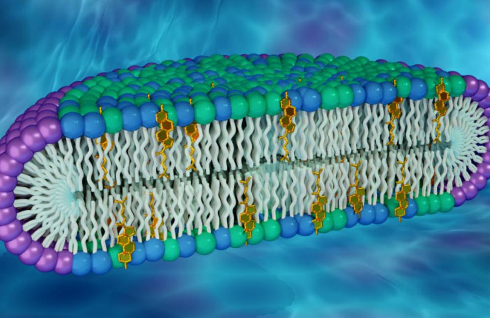 A new artificial membrane helps researchers understand proteins in human cell membranes. The membrane rim is made of a detergent (purple), with a center made of lipid molecules found in biological membranes (green and blue), including cholesterol (gold).