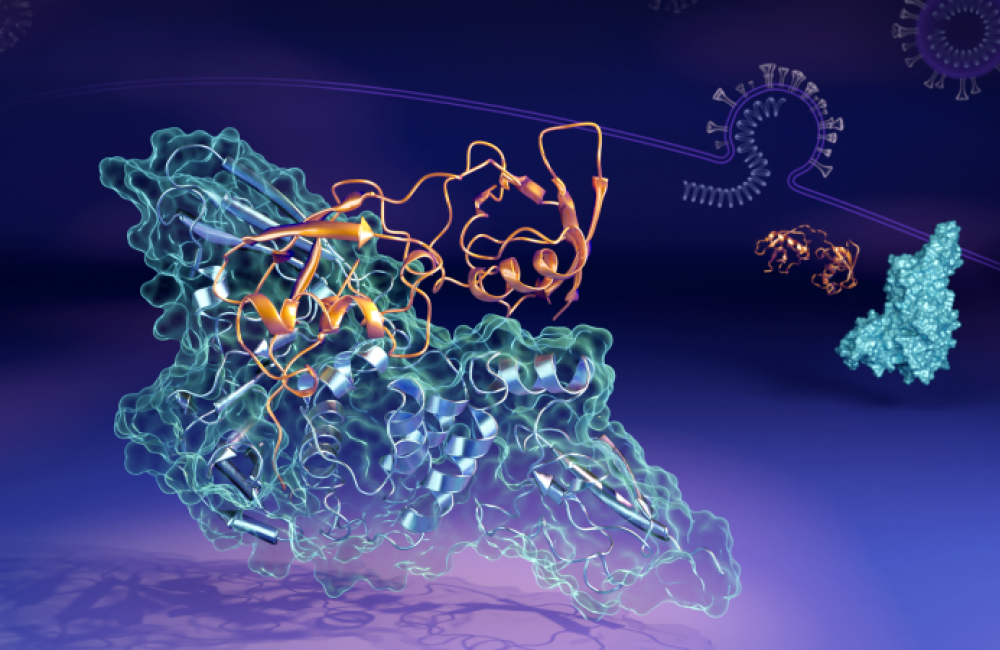 Illustration of the SARS-CoV-2 PLpro protein (blue structure) bound to the human ISG15 protein (orange ribbons), highlighting their interaction. 