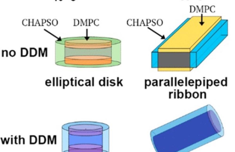 Addition of DDM (bottom) changes the geometry of DMPC/CHAPSO lipid assemblies.