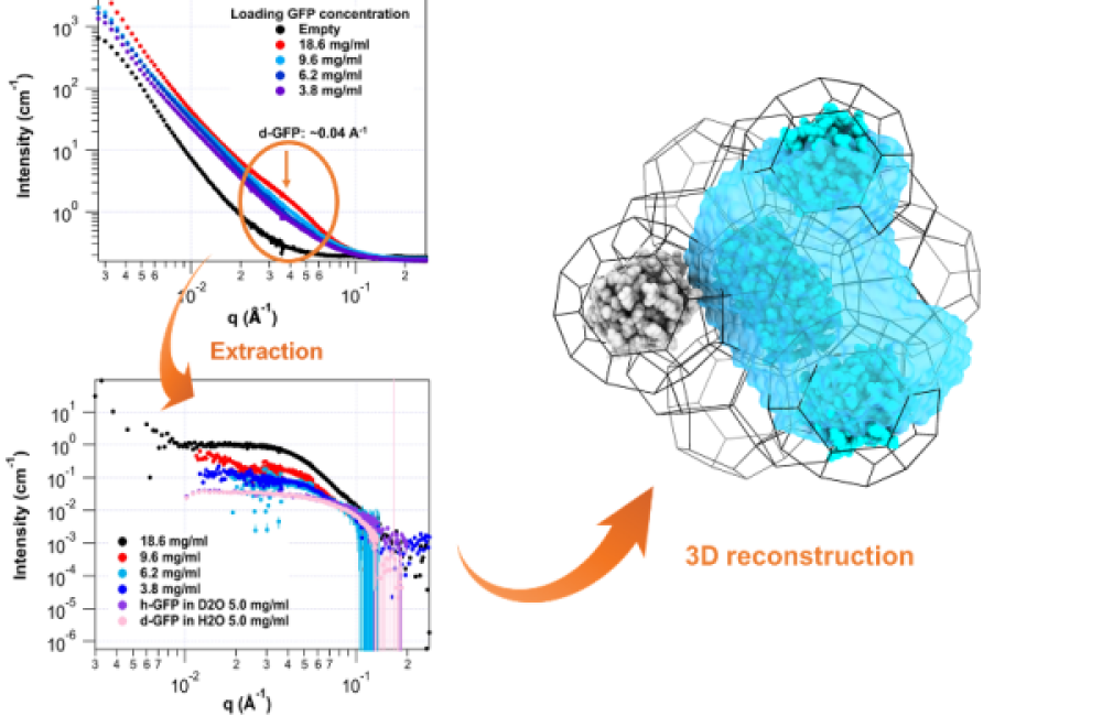 SANS profiles of deuterated green fluorescent protein (d-GFP) encapsulated in MOF as a function of protein concentration.