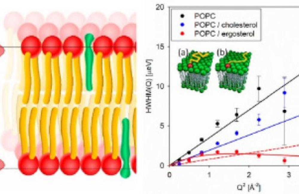 Schematic distribution of ergosterol (green) in a POPC membrane (left), dynamics of the lateral lipid diffusivity.