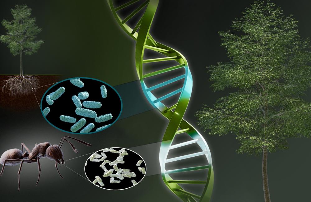 A graphical representation about a gene in a poplar tree. There is a close up of a tree to the right and the far left-top corner. There is a strand of DNA going down the middle of the image with an ant and two small circles showing the organisms inside the DNA