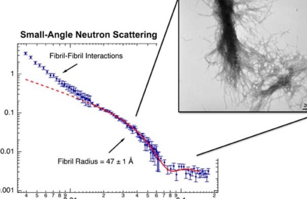 Chart showing fibril radius of Huntington's Disease protein