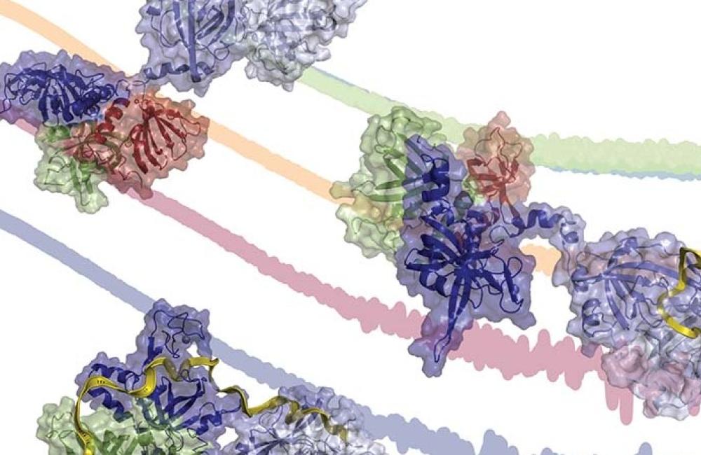 Illustration of the change in architecture of the essential eukaryotic ssDNA binding protein RPA as it engages progressively longer segments of ssDNA.