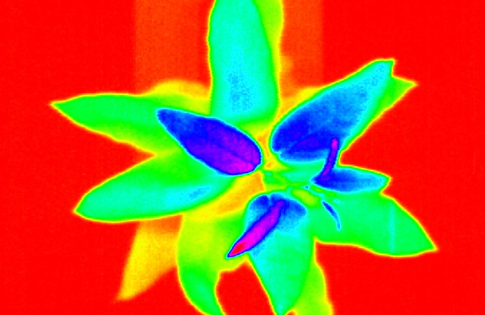 infrared image of a poplar plant