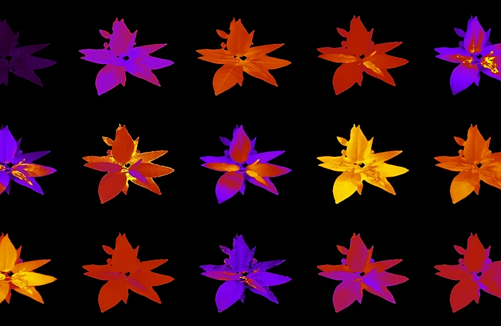 scans of plant on various spectra