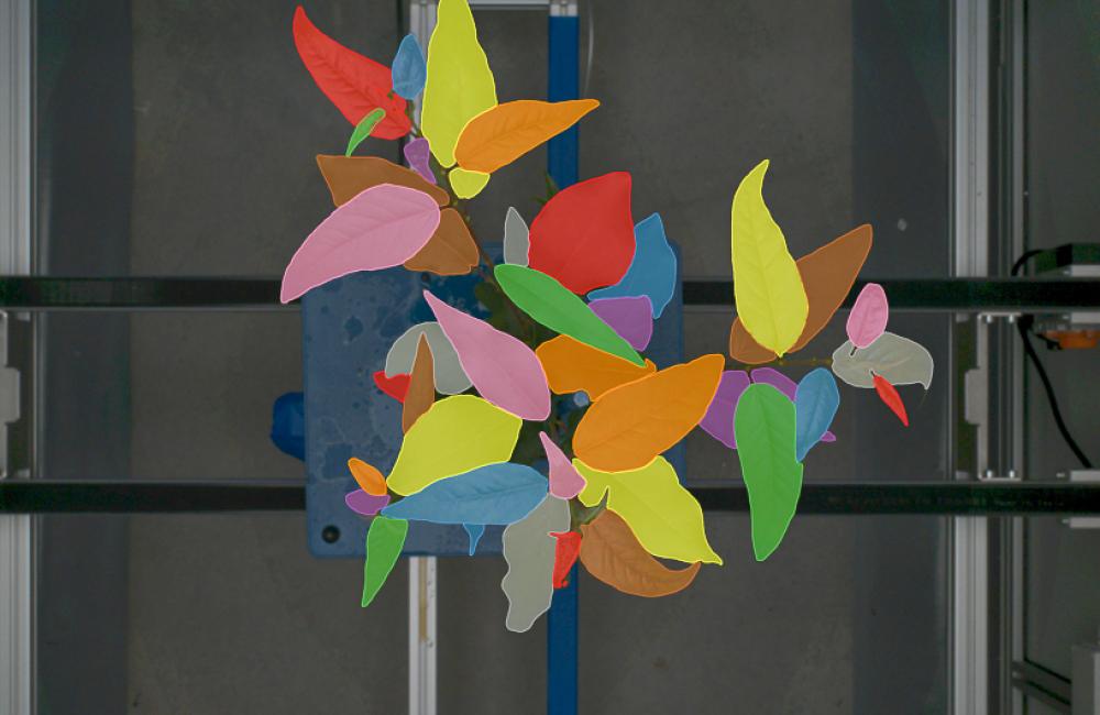 data image of plant segmented