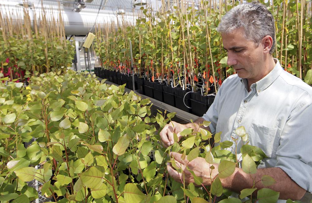 Center for Bioenergy Innovation will accelerate biofuels, bioproducts research