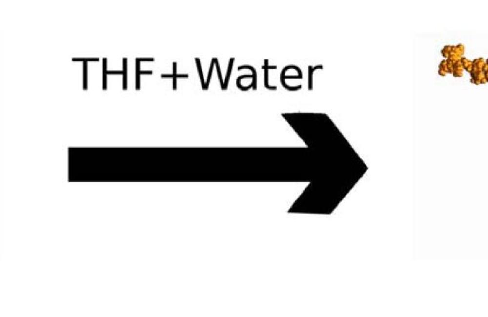 In pure water, lignin adopts a globular conformation (left) that aggregates on cellulose and blocks enzymes. In a THF-water cosolvent, lignin adopts coil conformations that are easier to remove during pretreatment. (ORNL image)