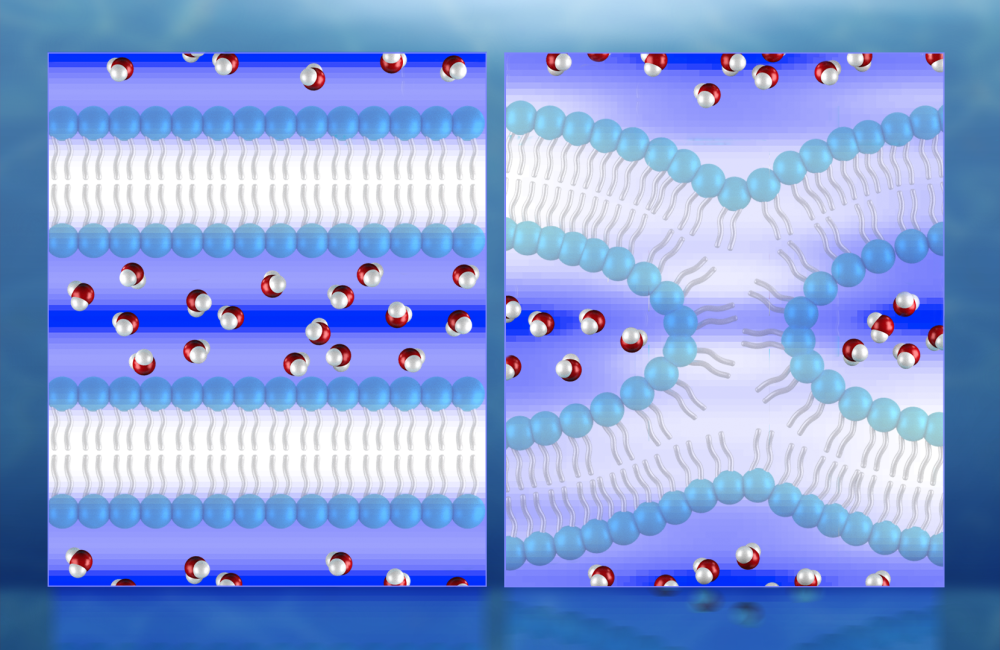 Illustration of neutron diffraction data showing water distribution (red and white molecules) near lipid bilayers prior to fusion (left) and during fusion. 