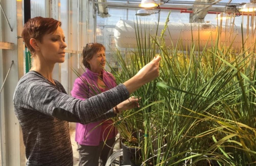 Oak Ridge National Laboratory researchers Sara Jawdy (left) and Lee Gunter evaluate the growth of rice plants carrying a genetic mechanism that reduces lignin and increases flavonoids. 