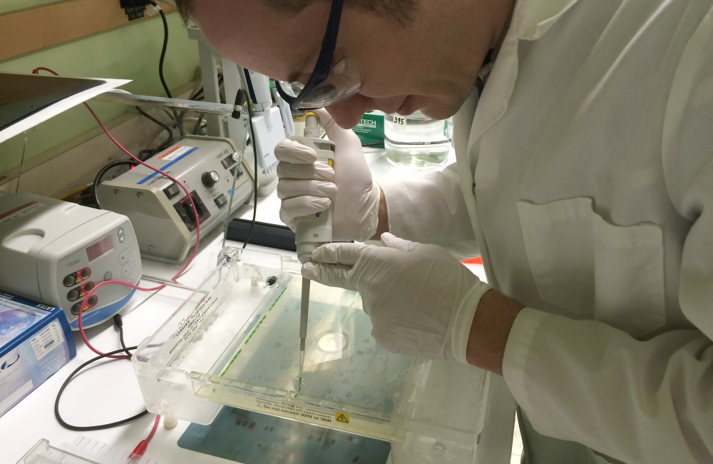 Andrew King loads a gel with amplified gene fragments to detect the presence of mercury methylation genes in samples from East Fork Poplar Creek in Oak Ridge.