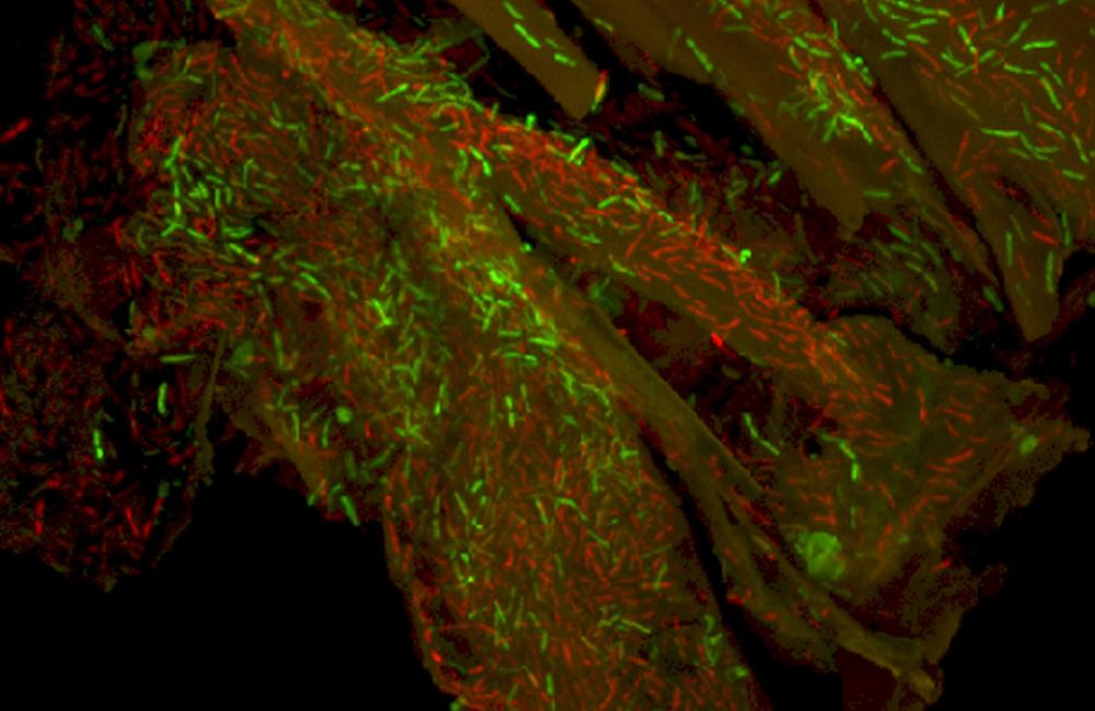 The microbe Clostridium thermocellum (stained green), seen growing on a piece of poplar biomass, is among several microorganisms recently evaluated in a BioEnergy Science Center comparative study. Image by Jennifer Morrell-Falvey, Oak Ridge National Labor