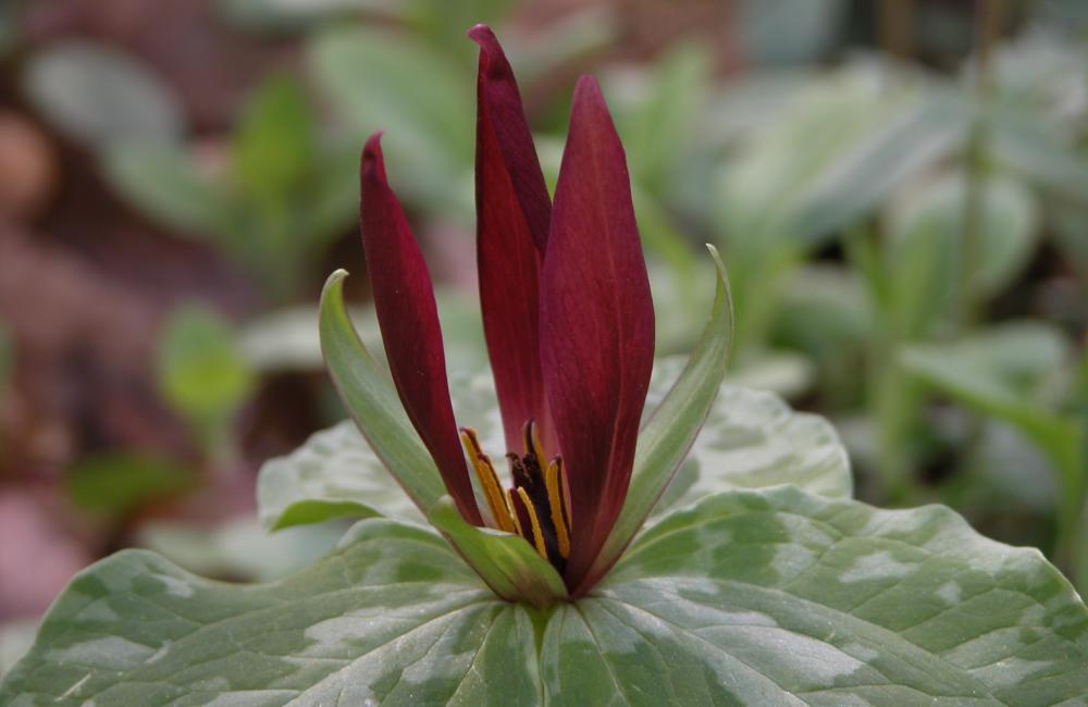 Red trillium is among the spring wildflowers found on the Oak Ridge Reservation.