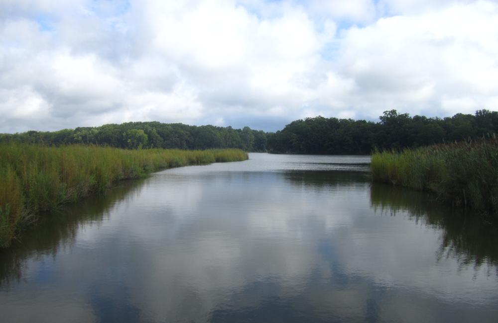 Coastal wetlands are just one of dozens of environments where scientists found genes that transform mercury into the neurotoxin methylmercury. (Photo courtesy of Smithsonian Environmental Research Center/Grace Schwartz)