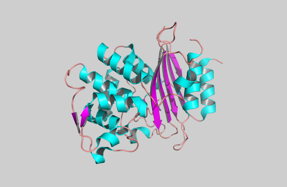 Using neutrons, an ORNL research team studied the protein structure of bacteria-produced enzymes called beta-lactamases by examining one of them to better understand how resistant bacteria behave.
