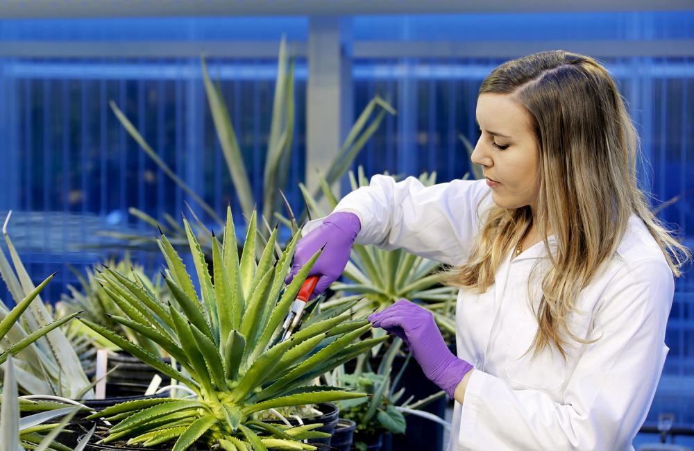 ORNL_agave_greenhouse