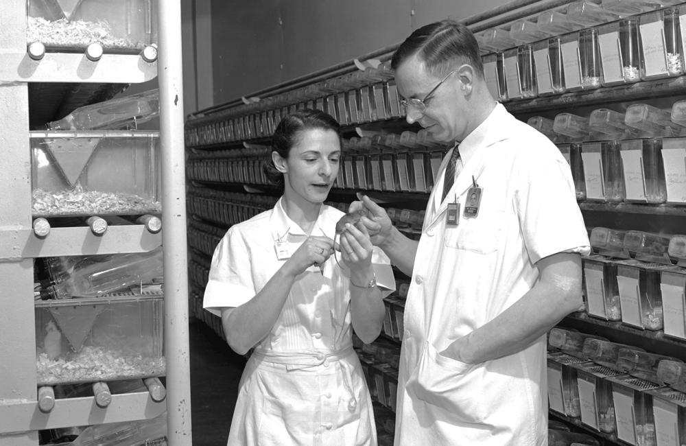 Mammalian geneticists William and Liane Russell inspect a research mouse in ORNL's “Mouse House” in the 1950s. Their early work is being credited for its contributions to a recent Royal Swedish Academy award.