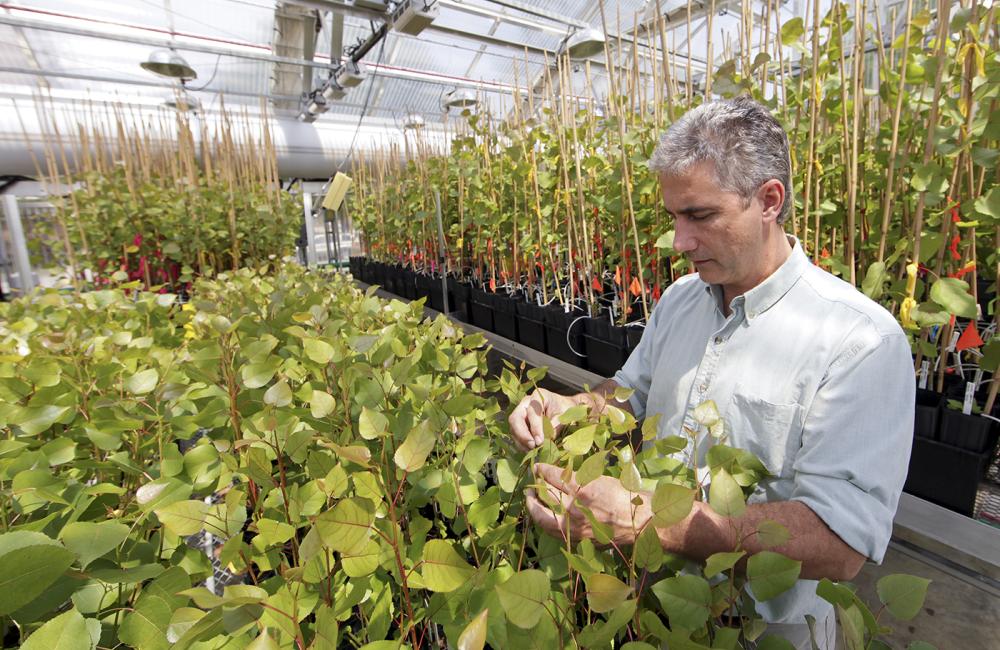 ORNL bioscience researcher Jerry Tuskan had an early interest in plant genetics.