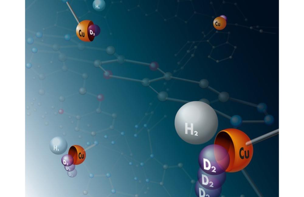 Molecules of the heavy hydrogen isotopes deuterium and tritium preferentially bind to copper atoms in a metal-organic framework compound. The metal atoms are therefore symbolically represented as shells in this image. Image credit: Thomas Häse, Leipzig U