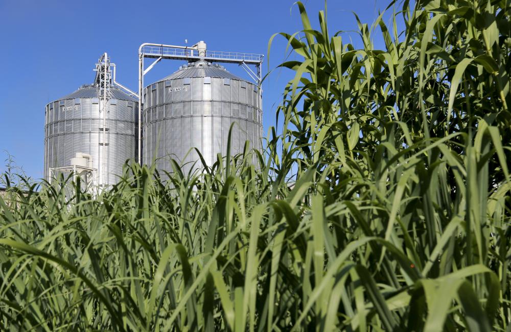As part of the Bioenergy Study Tour hosted by the Department of Energy’s Bioenergy Technologies Office and Oak Ridge National Laboratory, participants will visit switchgrass fields and facilities in East Tennessee.