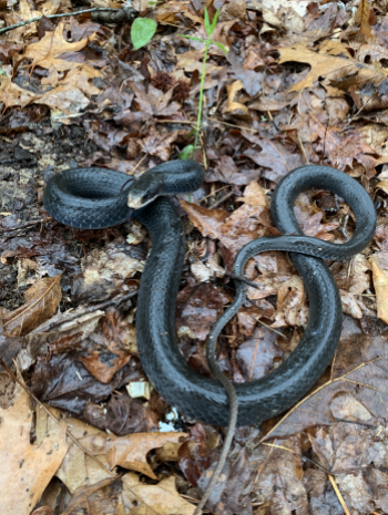Black racer snake, Credit: Sara Darling/ORNL, U.S. Dept. of Energy