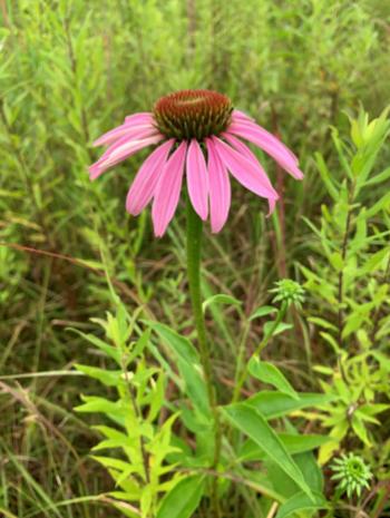 Echinacea, Credit: Sara Darling/ORNL, U.S. Dept. of Energy