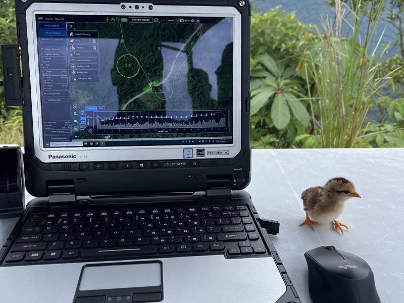 chick standing on work table beside laptop