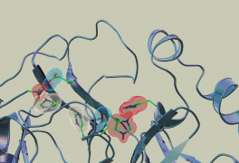 Neutron scattering experiments show electric charges, shown in red, blue and grey, in the SARS-CoV-2 main protease site where telaprevir binds to the structure. The experiments provide critical data for the design of small-molecule drugs to treat COVID-19. Credit: Jill Hemman and Michelle Lehman/ORNL, U.S. Dept. of Energy