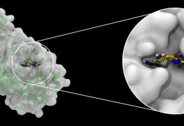 Visualization of binding pockets in a protein 