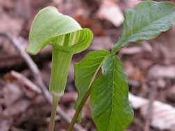 A jack-in-the-pulpit, a wildflower found on the Oak Ridge Reservation.