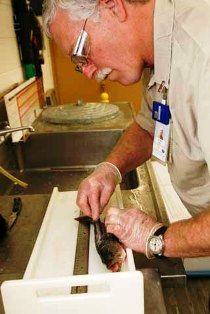 ORNL staff member gathers data for fish health study. (Photo: Jason Richards)