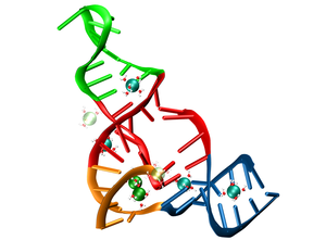 New research at Oak Ridge National Laboratory explains how a ribonucleic acid enzyme, or ribozyme (pictured), uses magnesium ions (seen as spheres) to accelerate a significant reaction in organic chemistry.