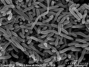 A bacterium called Desulfovibrio desulfuricans strain ND132 can transform elemental mercury into methylmercury, a human neurotoxin.
