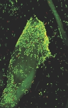 ORNL researchers studied how the proteins of a bacterium named C. obsidiansis responded to different carbon sources. The microorganism (pictured growing on crystalline cellulose) could play a role in the development of a cheaper biofuel production process. Image credit: Jennifer Morrell-Falvey/ORNL
