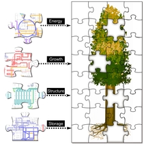 An extensive molecular map of poplar tree proteins from Oak Ridge National Laboratory offers new insight into the plant's biological processes.  Knowing how poplar trees alter their proteins to change and adapt to environmental surroundings could help bioenergy researchers develop plants better suited to biofuel production.  The study is featured on the cover of January's Molecular and Cellular Proteomics.
