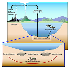 ORNL researchers are learning more about the microbial processes that convert elemental mercury into methylmercury.