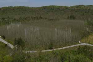 Predicting how forests will respond to increased levels of atmospheric carbon dioxide involves understanding the interplay among carbon dioxide, nutrients, water, plant and soil processes.