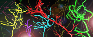 BigNeuron, a new project led by the Allen Institute for Brain Science, aims to streamline scientist's ability to create 3-D digital models of neurons. Image courtesy of Allen Institute for Brain Science.