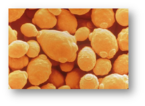 A yeast engineered by Mascoma and BESC could hold the key to accelerating the production of ethanol in the U.S.